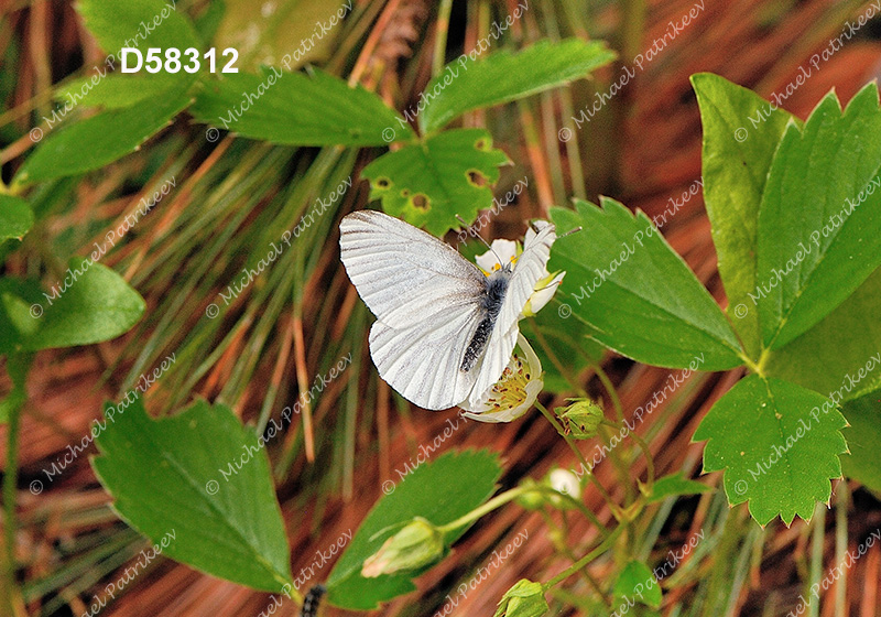 Mustard White (Pieris oleracea)